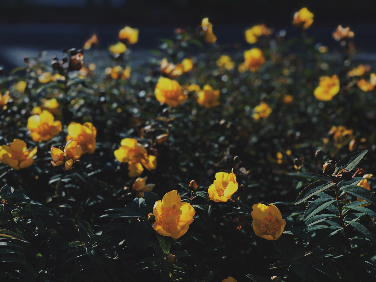 yellow